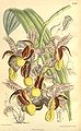 Catasetum galeritum plate 8093 in: Curtis's Bot. Magazine (Orchidaceae), vol. 132, (1906)