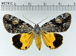 Catocala amica