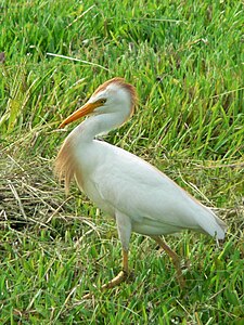 Cattle Egret (Bubulcus ibis) -walking in grass3.jpg