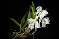 Cattleya lueddemanniana