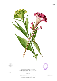 Celosia cristata