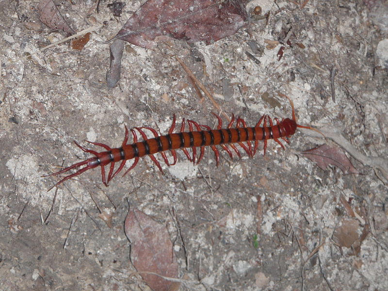 File:Centipede 2.jpg