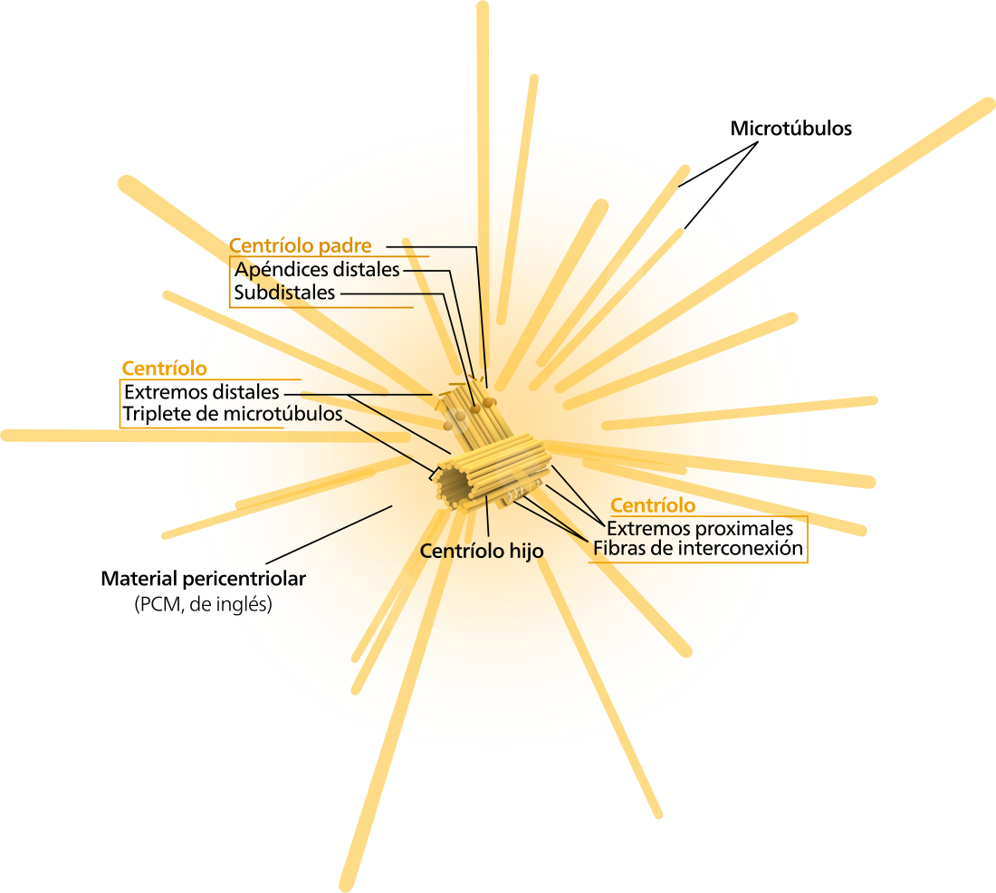 File:Centrosome (borderless version)-es.svg