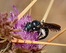 Ceratina chalcites Ceratina chalcites female 3.jpg