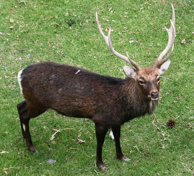 File:Cervus nippon Nagoya castle 2010-10-3.JPG