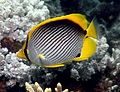 Image 18 Blackback butterflyfish More selected pictures