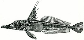 Угольная белокровка Channichthys panticapaei, голотип, самец