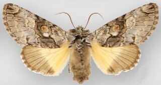 <i>Charadra tapa</i> Species of moth