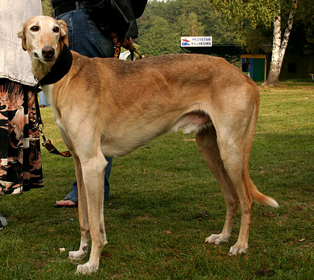 Greyhound_Poland