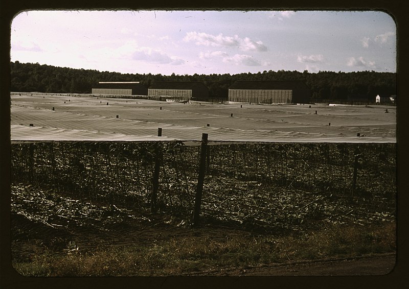 File:Cheesecloth covering used in growing shade grown tobacco; the stalks lying on the ground are left after the tobacco is cut; Suffield, Conn. LCCN2017877379.jpg