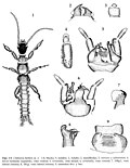 Miniatura para Anisembiidae