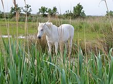 Descrierea imaginii Cheval en Camargue.jpg.