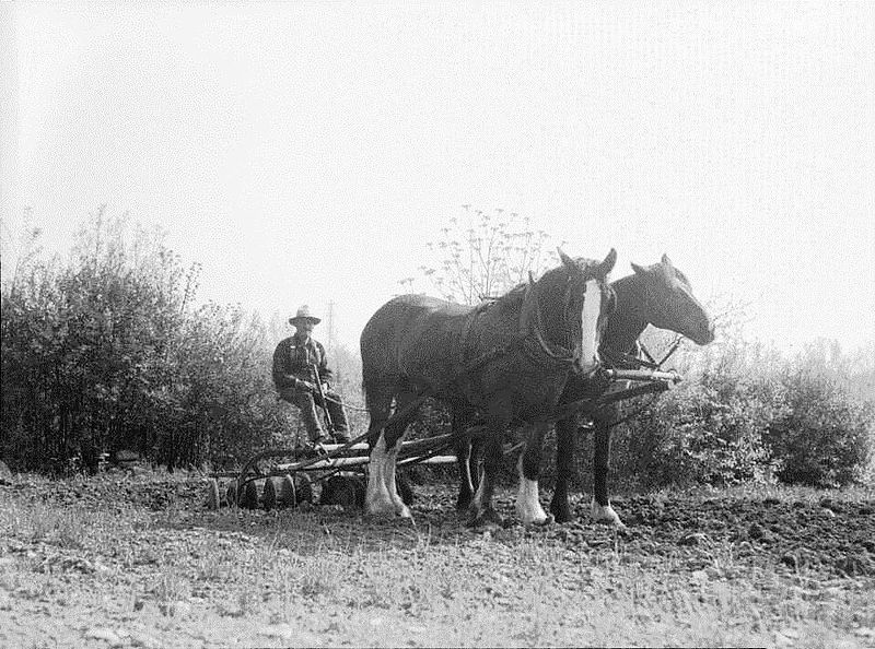 File:Chevaux de ferme, LaSalle, 1943.jpg