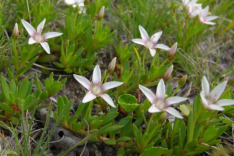 File:Chilean Pimpernel (3436577819).jpg