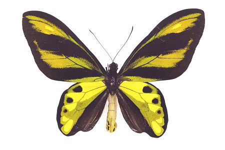 Ornithoptera chimaera