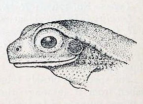 Chiromantis simus -kuvan kuvaus Annandale 1915.jpg: ssä.