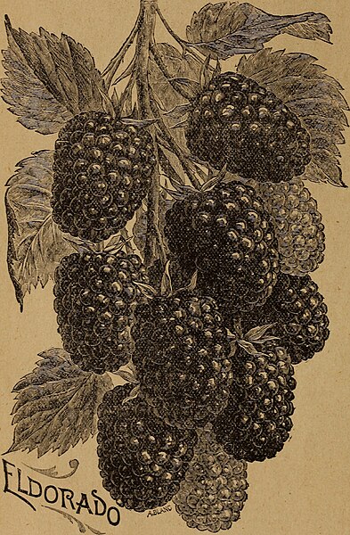 File:Choice new fruits (1897) (20522800706).jpg