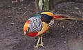 * Nomination Captive Golden pheasant (Chrysolophus pictus) In Panoaya park, Mexico --Cvmontuy 17:02, 2 March 2018 (UTC) * Decline Sorry - it's sharp, but part of the tail feather is cut off. --Peulle 21:41, 2 March 2018 (UTC)