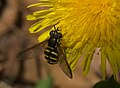 Chrysotoxum species (Diptera: Syrphidae)