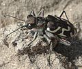 Oblique-lined Tiger Beetle, Cicindela tranquebarica, bottom of White Rock Canyon