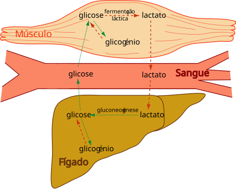 File:CiclodeCori-pt.svg