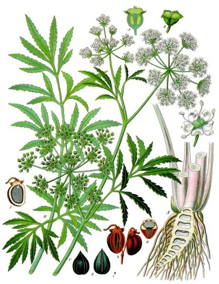 Cicuta virosa - Köhler–s Medizinal-Pflanzen-038 cropped.jpg