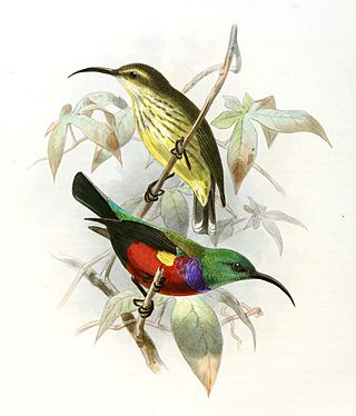 <span class="mw-page-title-main">Johanna's sunbird</span> Species of bird