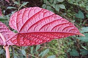 Underside of leaf