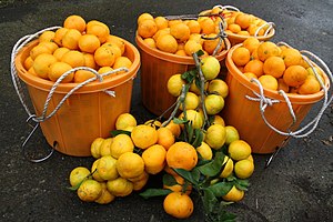 Mandarine Satsuma: Dénomination, Phylogénie, Histoire