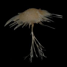 Cladorhiza sp.png
