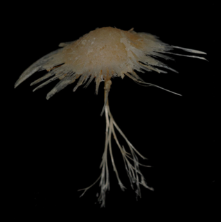 <i>Cladorhiza</i> Genus of sponges