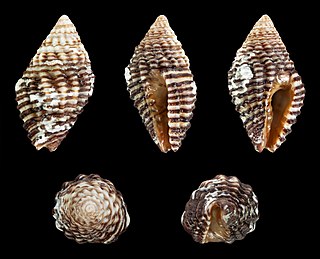 <i>Clivipollia incarnata</i> Species of gastropod