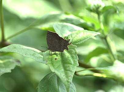 Ventral view