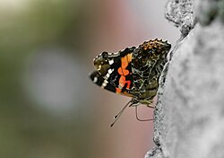 Close wing posture moisture sucking of Vanessa indica (Herbst, 1794) – Indian Red Admiral.jpg