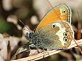 Coenonympha arcania (Linnaeus, 1761)