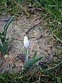 Colchicum hungaricum