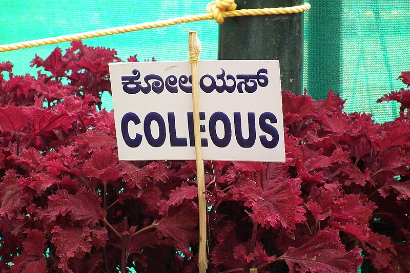 File:Coleus 7092.JPG