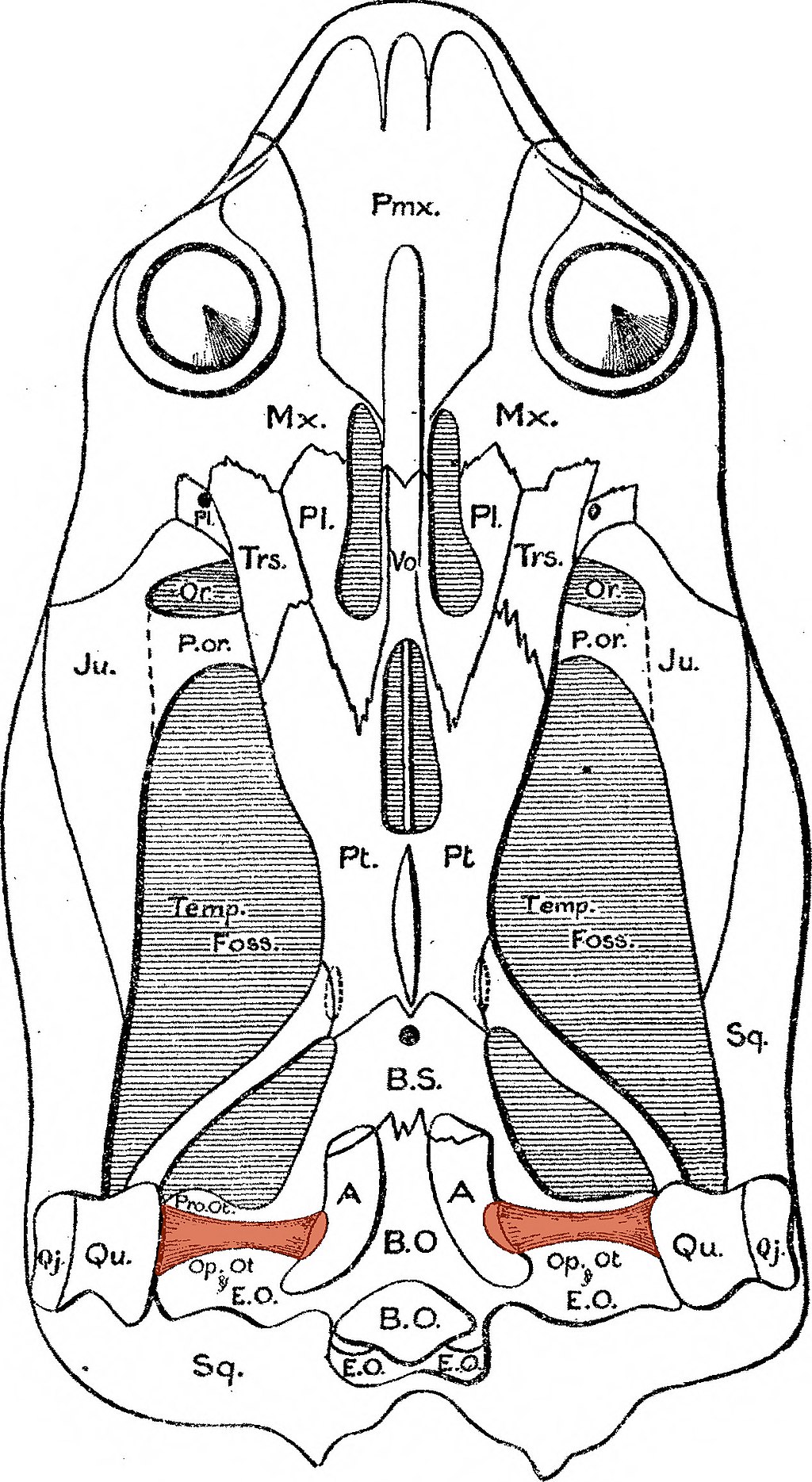 Conducción ósea - Wikipedia, la enciclopedia libre