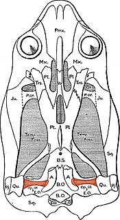 Columella (auditory system)