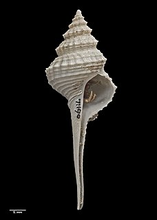 <i>Coluzea mariae</i> Species of gastropod