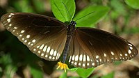 Umum Indian Crow (Euploea core asela) - cprogrammer.jpg