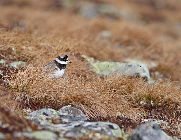 File:Common ringed plover (Charadrius hiaticula).jpg