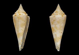 <i>Conasprella lemuriana</i> Species of gastropod