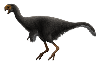 Conchoraptor Restoration.png