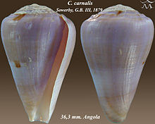 Conus carnalis 1.jpg 