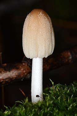 Coprinellus sp.