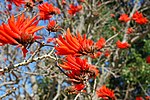 Miniatura per Erythrina lysistemon