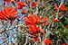 Erythrina lysistemon