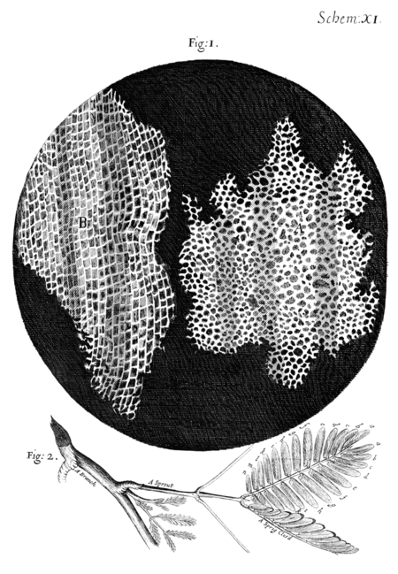 Tập_tin:Cork_Micrographia_Hooke.png