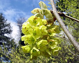 Corylopsis sinensis